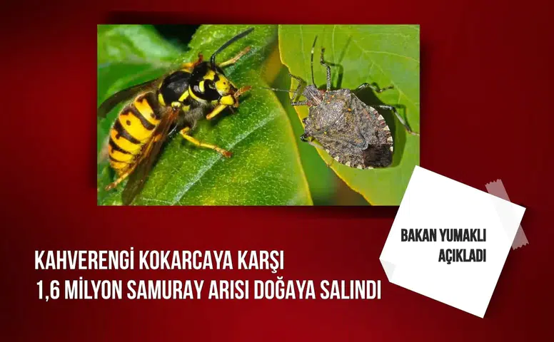 Bakan Yumaklı açıkladı: "Kahverengi Kokarcaya karşı 1,6 milyon samuray arısı doğaya salındı"