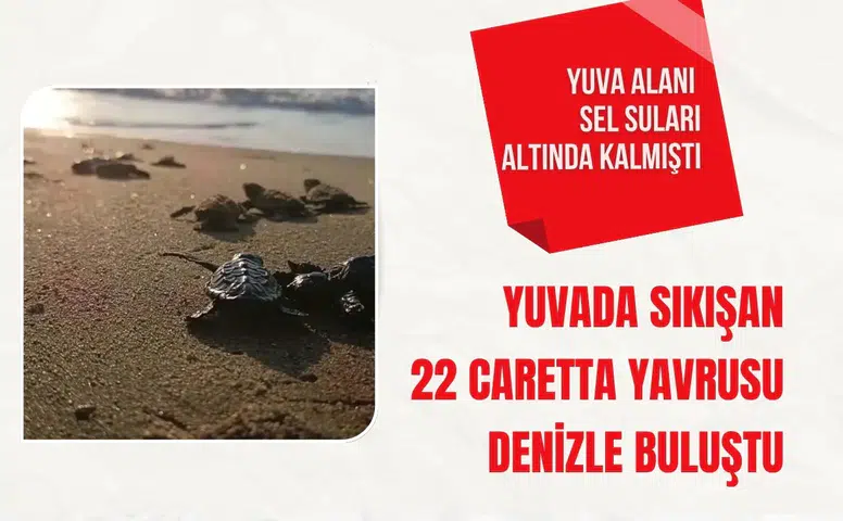 Kuşadası'nda yuvada sıkışan 22 caretta yavrusu denizle buluştu