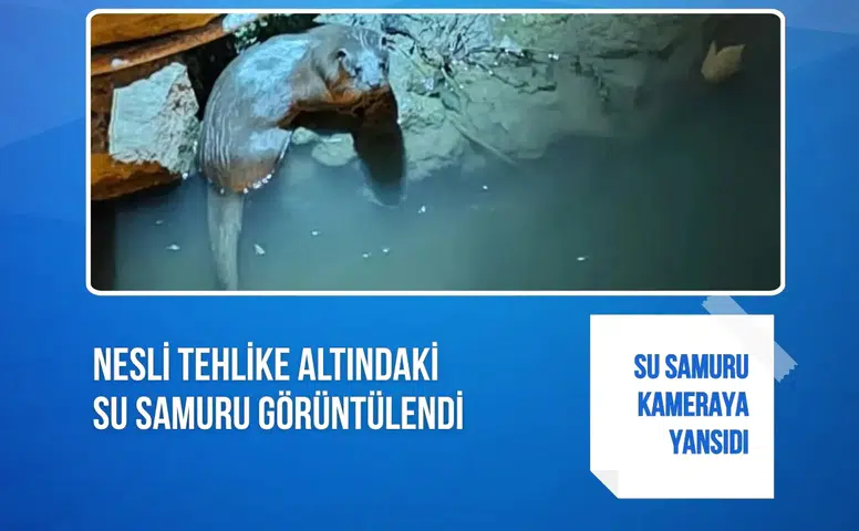 Nesli tehlike altındaki su samuru görüntülendi