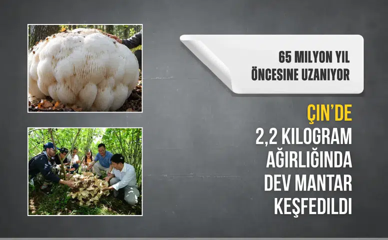 Çin'de 2,2 kilogram ağırlığında dev mantar keşfedildi