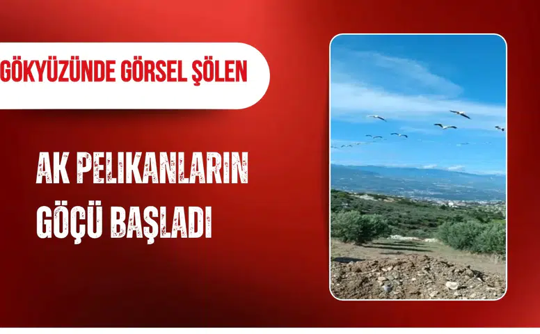 Gökyüzünde görsel şölen: Ak Pelikanların göçü başladı