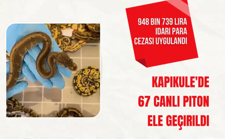 Kapıkule'de 67 canlı piton ele geçirildi: 948 bin 739 lira idari para cezası uygulandı