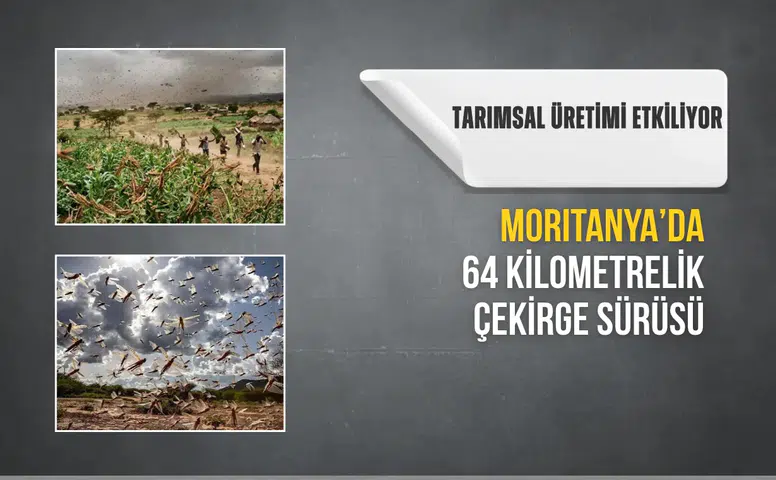Moritanya'da 64 kilometrelik çekirge sürüsü: Tarımsal üretimi etkiliyor