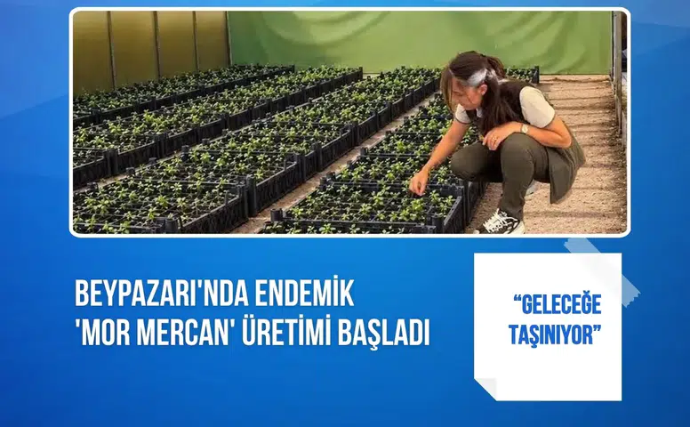 Beypazarı'nda endemik 'mor mercan' üretimi başladı