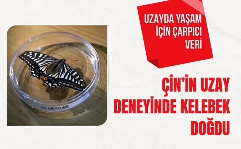 Çin’in uzay deneyinde kelebek doğdu: Uzayda yaşam için çarpıcı veri