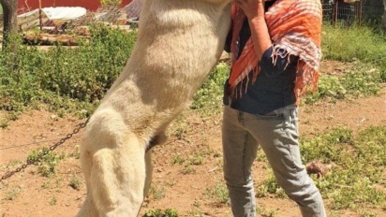 60 yıldır 'Çökelez Aslan'ı yetiştiriyorlar