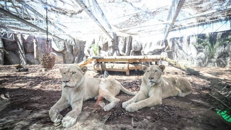 Türkiye'nin ilk beyaz aslanları İstanbul'da