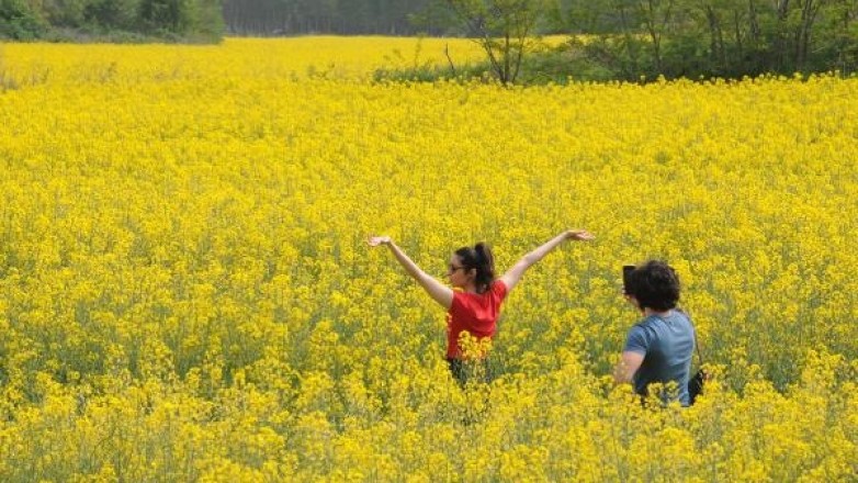 Kanola tarlaları doğal fotoğraf stüdyosuna döndü
