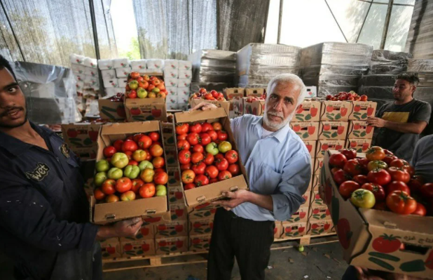 İsrail'in kararına tepki: Domates sapını tehdit gördüler 9