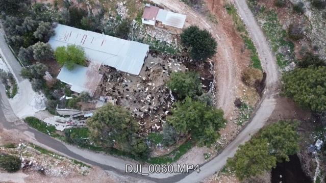 Bodrum'un drone'lu çobanı: Adım adım izliyor 3