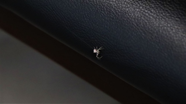 İnsan yüzlü örümcek Türkiye'de bir kez daha ortaya çıktı 6