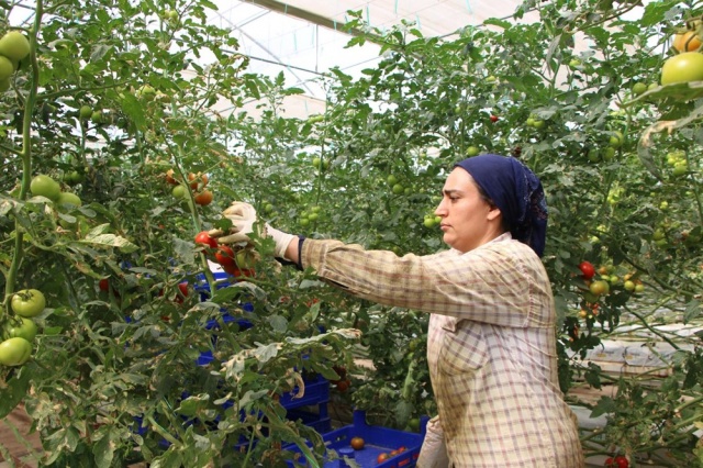 Topraksız tarım,  kadınlara iş kapısı oldu 7