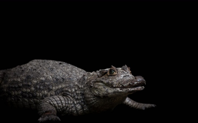Kolombiya'da kaçakçılıktan kurtarılan hayvanlar 11