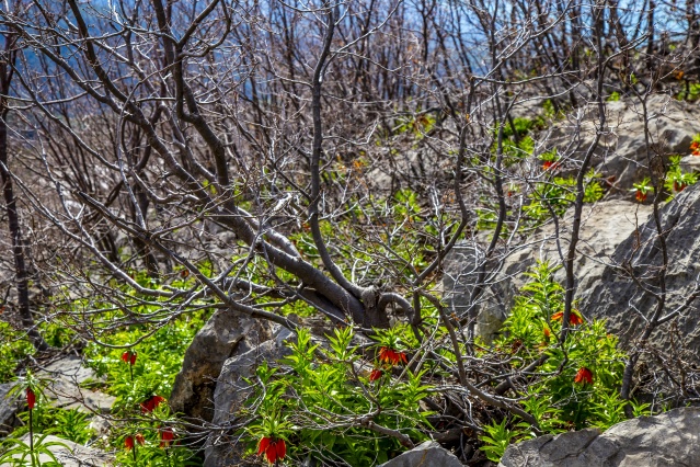 'Ağlayan gelin' fotoğraf tutkunlarının gözdesi oldu 7