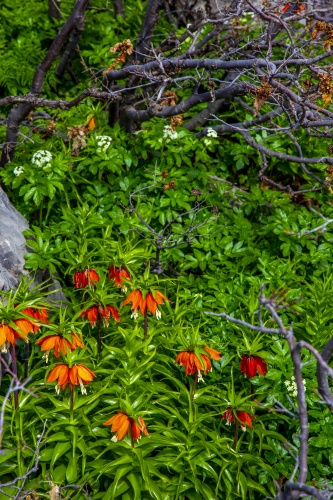 'Ağlayan gelin' fotoğraf tutkunlarının gözdesi oldu 6