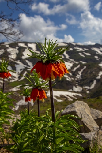 'Ağlayan gelin' fotoğraf tutkunlarının gözdesi oldu 5
