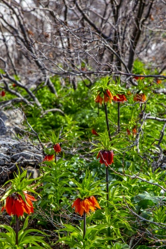 'Ağlayan gelin' fotoğraf tutkunlarının gözdesi oldu 4