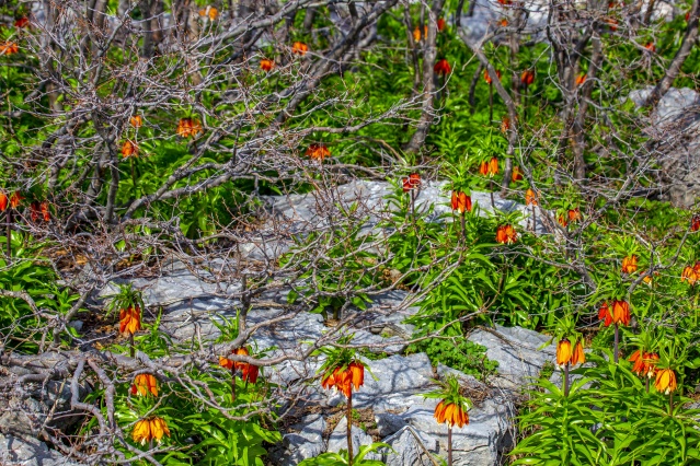 'Ağlayan gelin' fotoğraf tutkunlarının gözdesi oldu 8