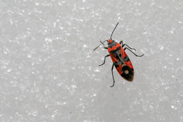 'Dokuzuncu gezegen'de sıra dışı bahar 19