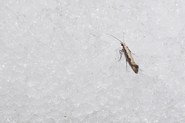 'Dokuzuncu gezegen'de sıra dışı bahar 3