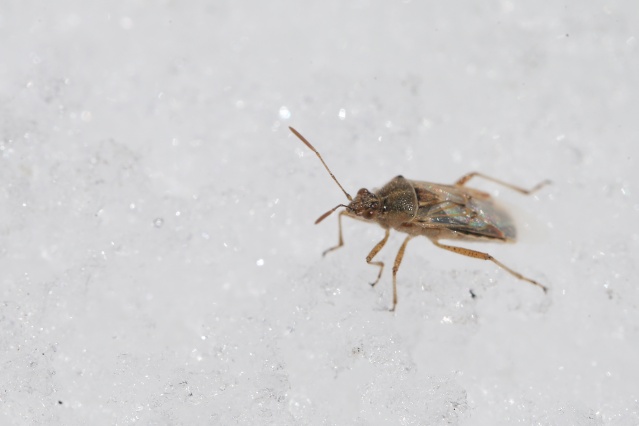 'Dokuzuncu gezegen'de sıra dışı bahar 1