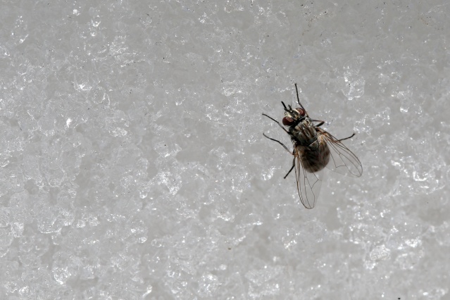 'Dokuzuncu gezegen'de sıra dışı bahar 4