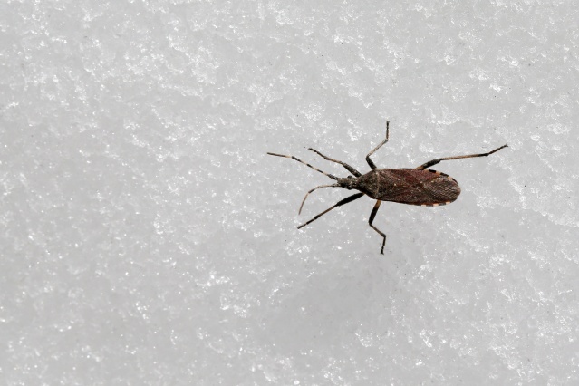 'Dokuzuncu gezegen'de sıra dışı bahar 13