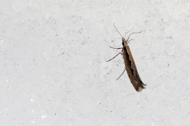 'Dokuzuncu gezegen'de sıra dışı bahar 10