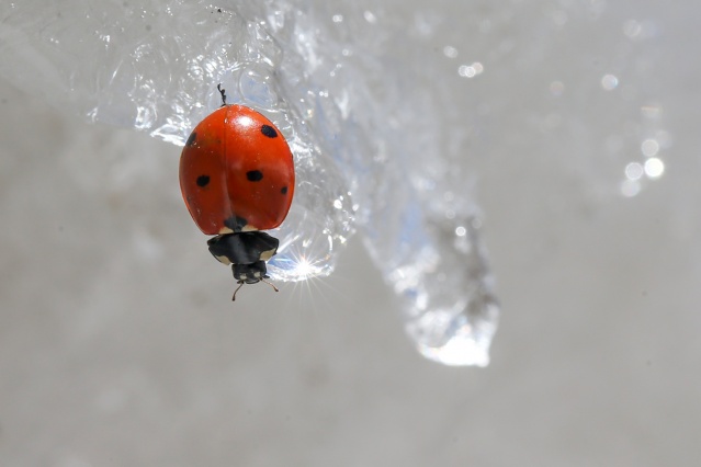'Dokuzuncu gezegen'de sıra dışı bahar 2