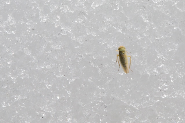 'Dokuzuncu gezegen'de sıra dışı bahar 11