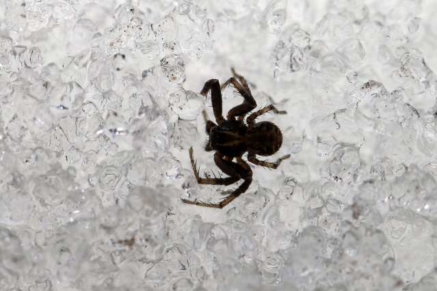 'Dokuzuncu gezegen'de sıra dışı bahar 8