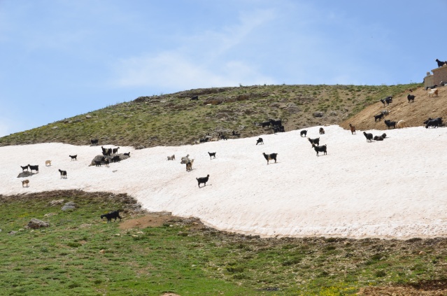 Yörükler yaylalara yerleşmeye başladı 2