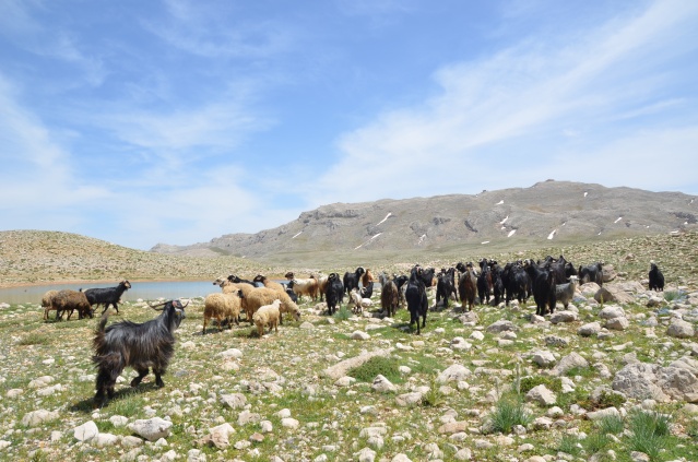 Yörükler yaylalara yerleşmeye başladı 4