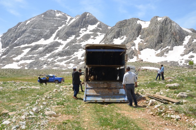 Yörükler yaylalara yerleşmeye başladı 8