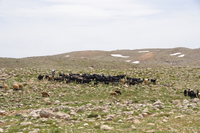 Yörükler yaylalara yerleşmeye başladı 5