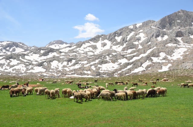 Yörükler yaylalara yerleşmeye başladı 6