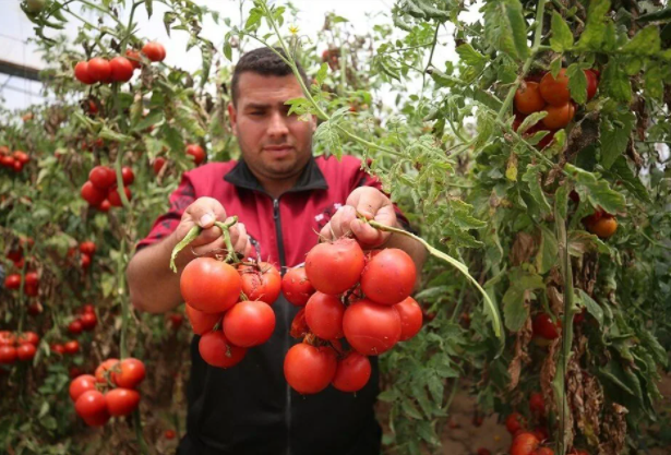 İsrail'in kararına tepki: Domates sapını tehdit gördüler 12