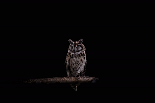 Kolombiya'da kaçakçılıktan kurtarılan hayvanlar 9