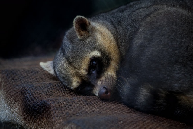 Kolombiya'da kaçakçılıktan kurtarılan hayvanlar 1