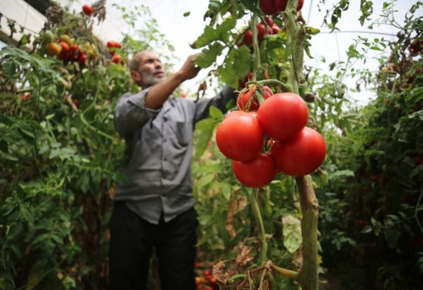 İsrail'in kararına tepki: Domates sapını tehdit gördüler 11