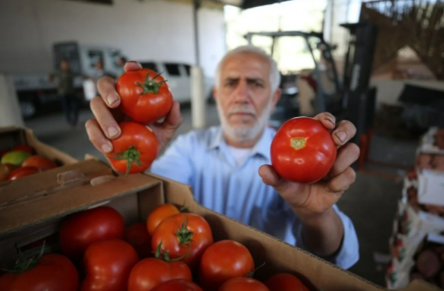 İsrail'in kararına tepki: Domates sapını tehdit gördüler 8