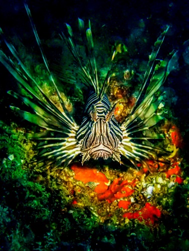 İstilacı,  zehirli aslan balığı Akdeniz’i tehdit ediyor 7