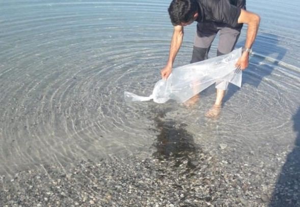 On binlerce yavru zaman göle bırakıldı 1