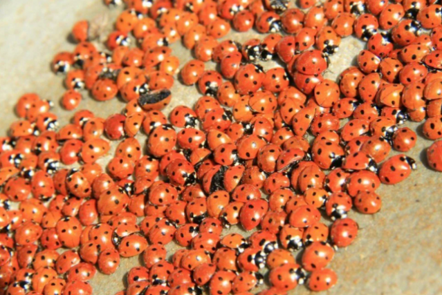 50 milyona yakın uğur böceği ile ilgi çekiyor: Uludaz Tepesi 3