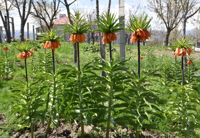 Muş'ta "Ağlayan gelin"in görsel şöleni 3