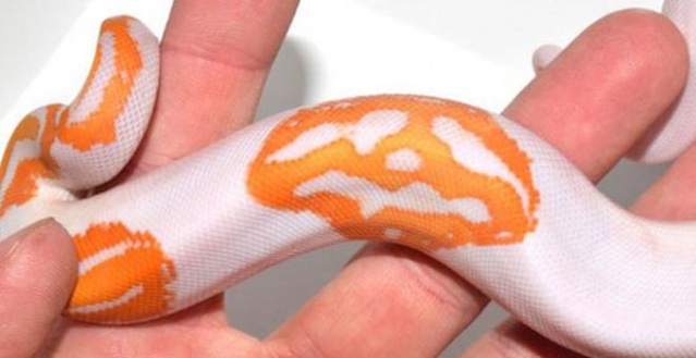 'Gülen yüz emojili' Kraliyet Pitonu 45 bin TL'ye satıldı 2