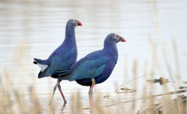 Göçmen kuşlar Ağrı Dağı'nı mesken tuttu 1