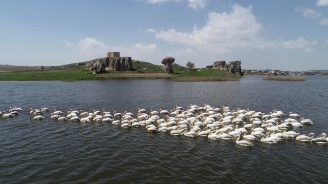 Frigya'nın yeni konukları "Pelikanlar" oldu 2
