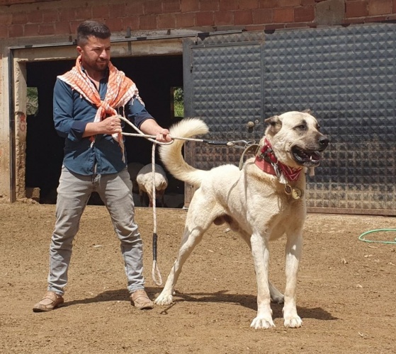 60 yıldır 'Çökelez Aslan'ı yetiştiriyorlar 2