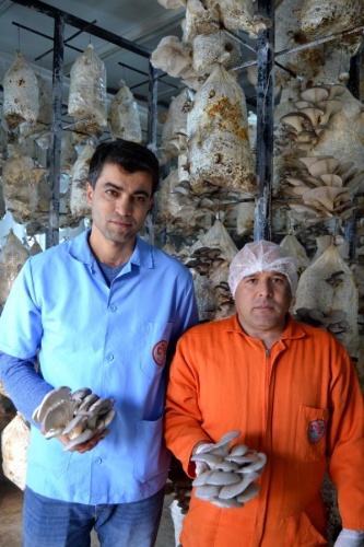 Cezaevinde istiridye mantarı hasadı 4